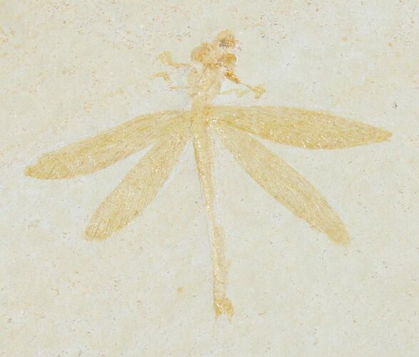 Fossil Dragonfly (Aeschnogomphus) - Solnhofen Limestone #38935